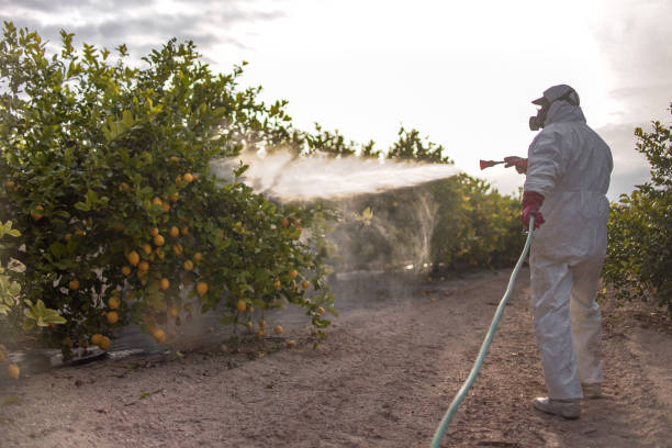 Best Local Pest Control Services  in Crowley Lake, CA