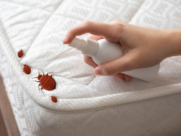 Best Pest Control Near Me in Crowley Lake, CA